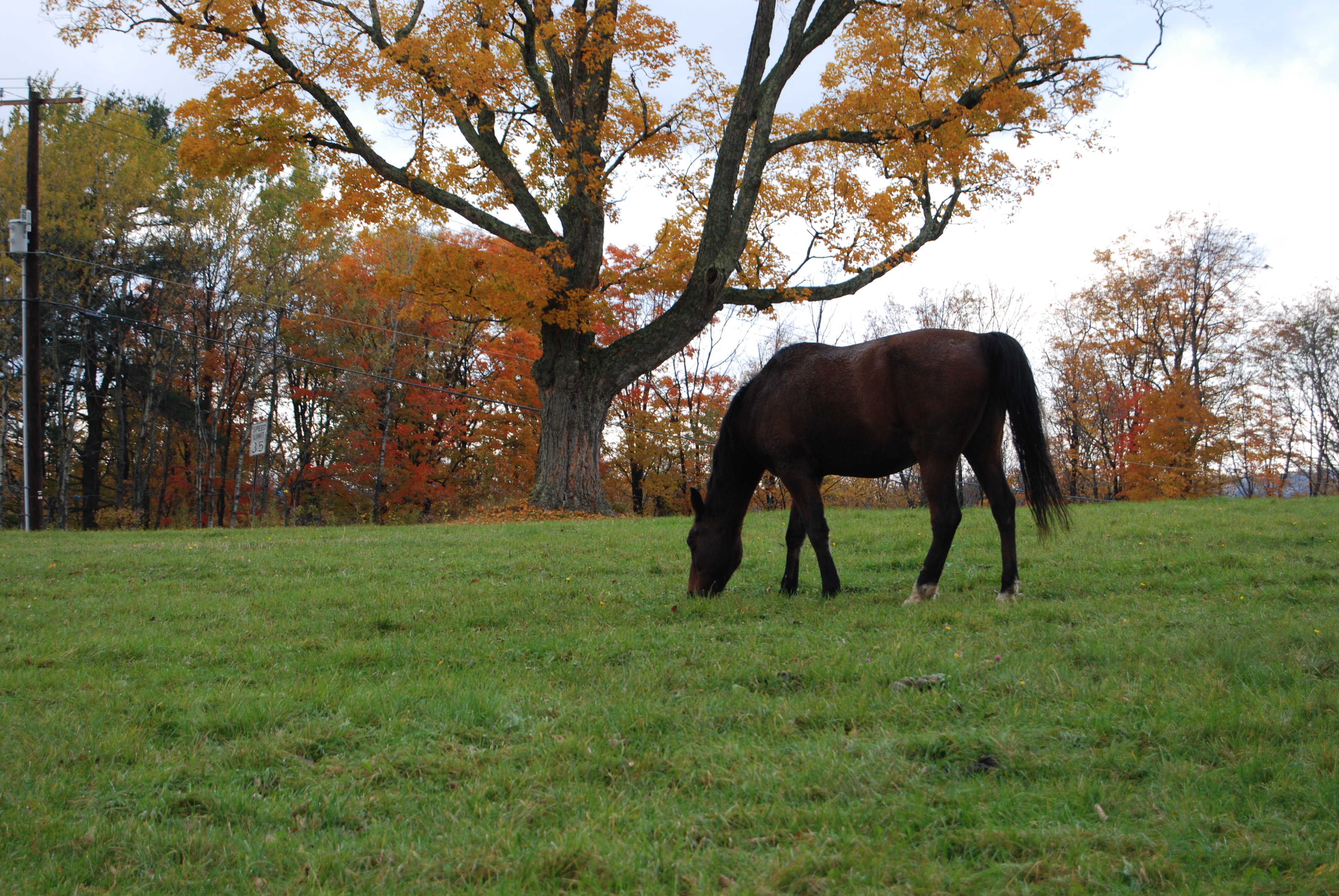 horse