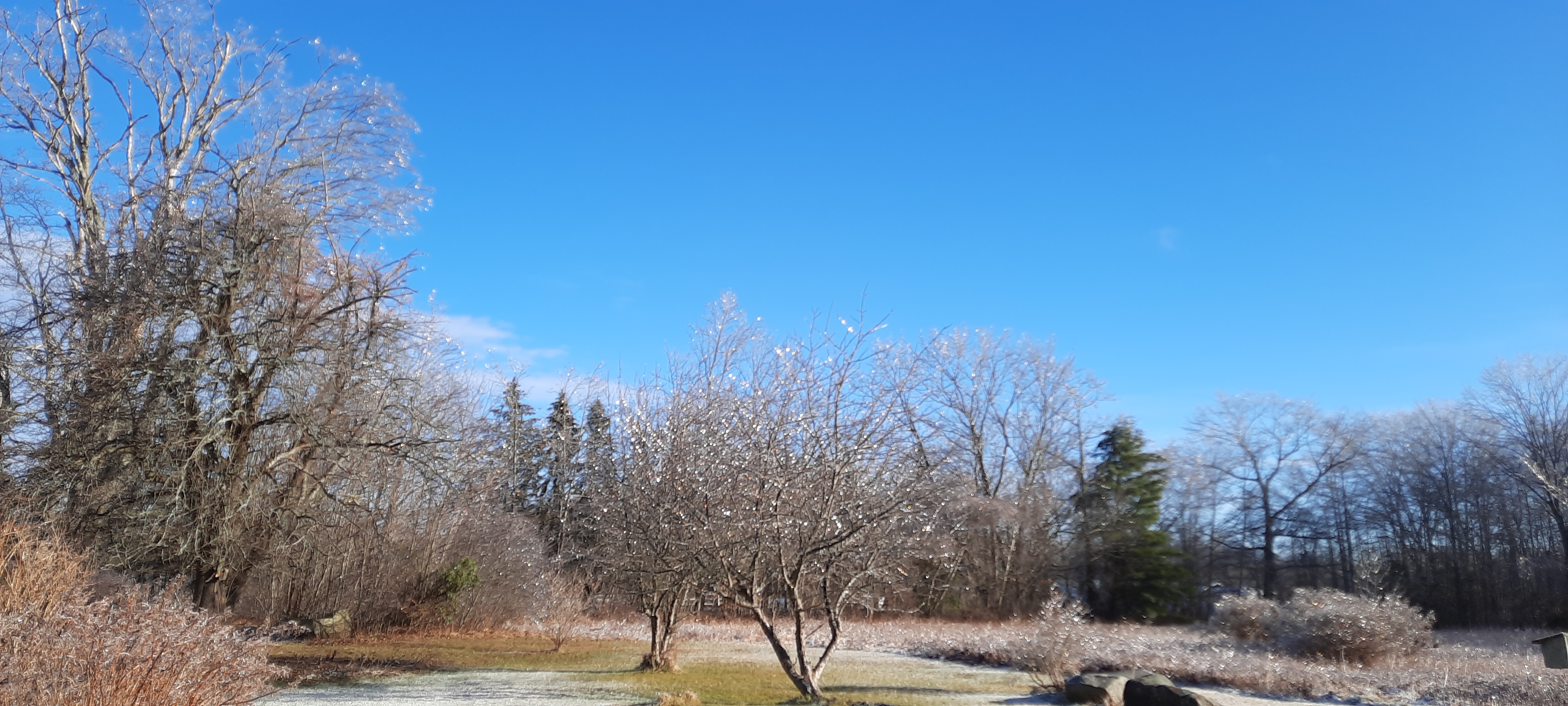 ice on trees